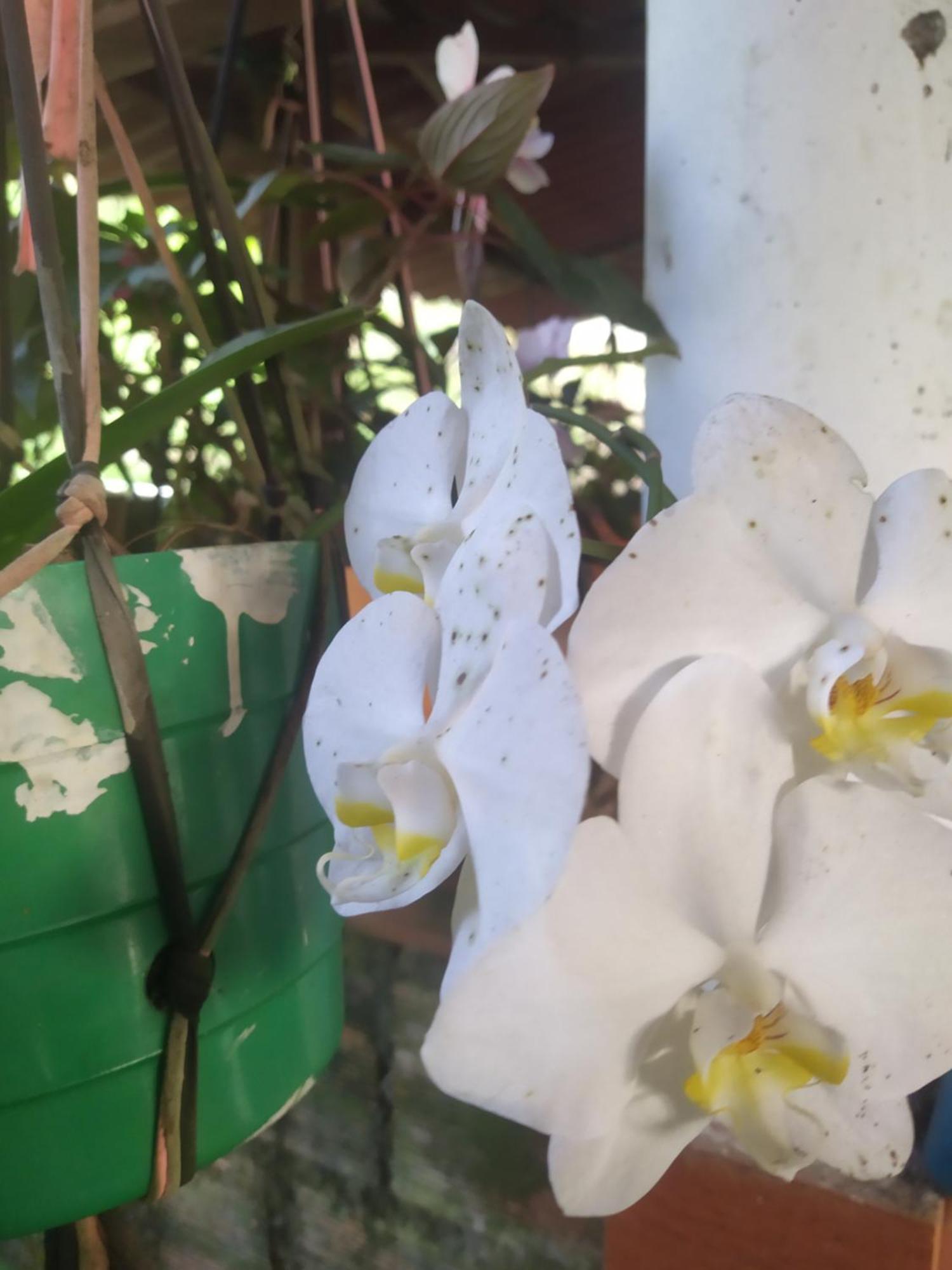 Eco Aldea Topacio 사사이마 외부 사진